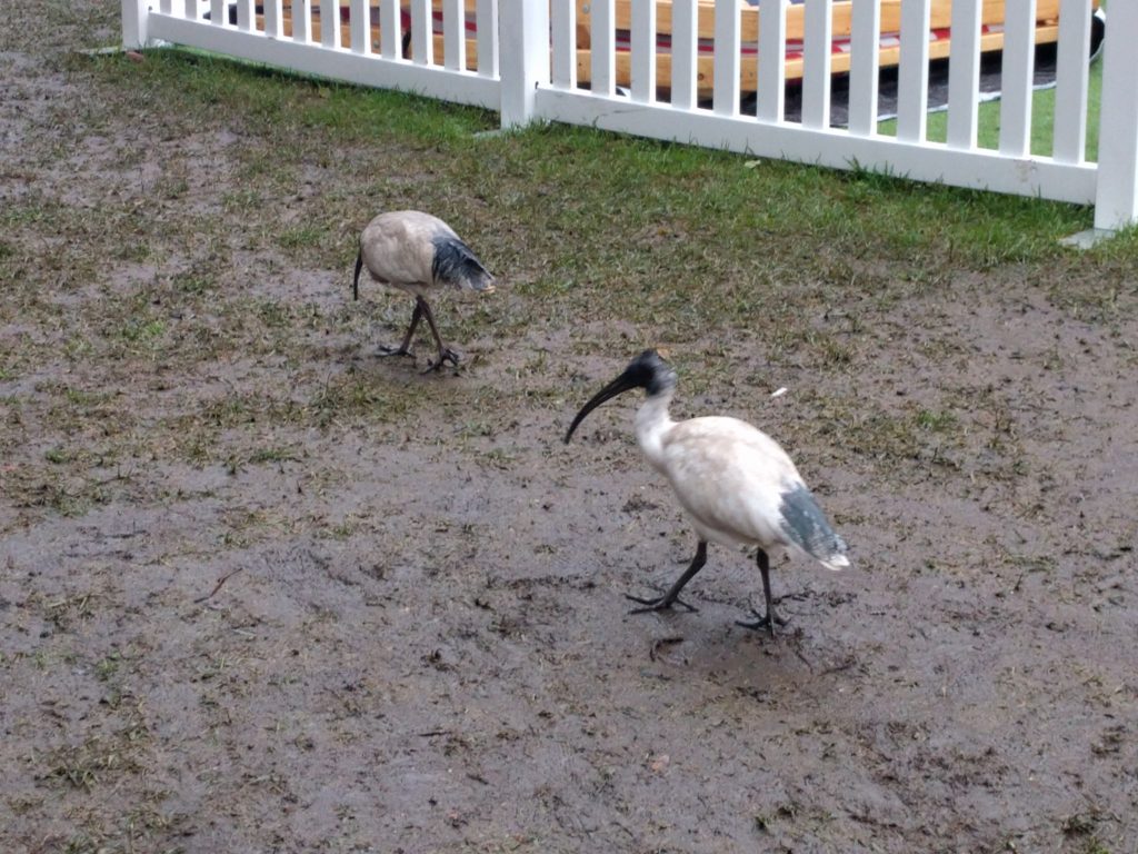 Des ibis, oiseaux australiens qui peuplent les parcs publiques à la recherche de nourriture