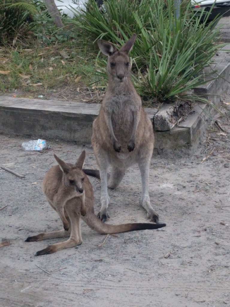 Famille kangourou sur le parking, maman et bébé