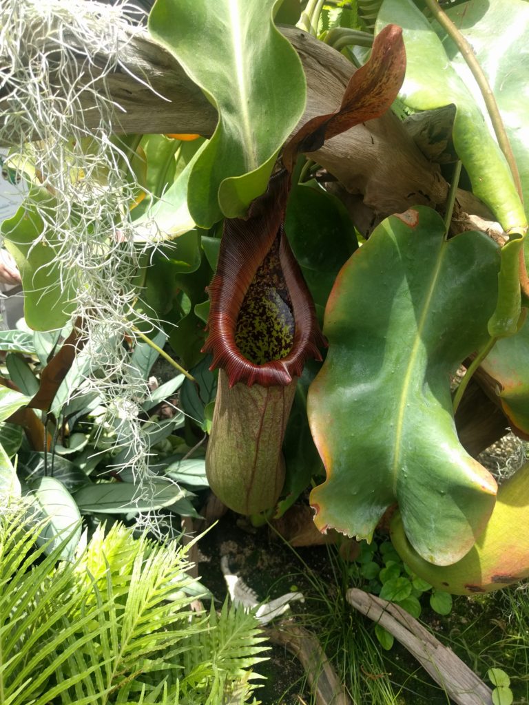Une plante carnivore du jardin botanique de Sydney