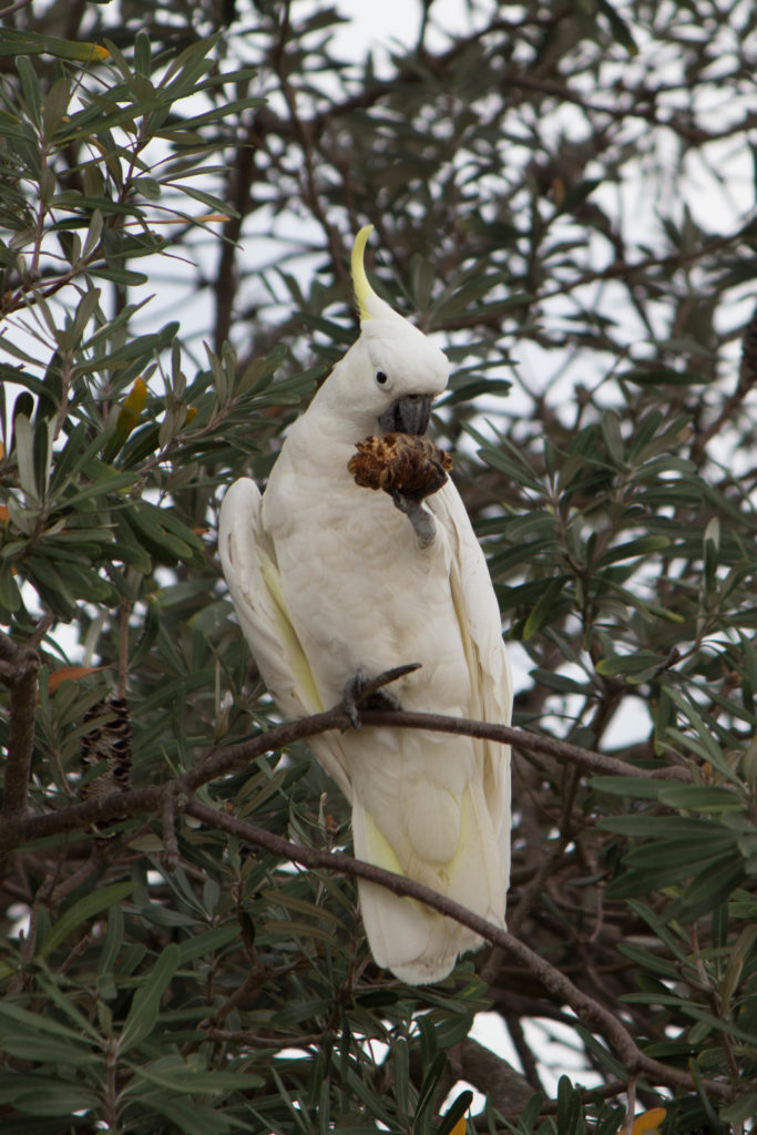 White cockatooe