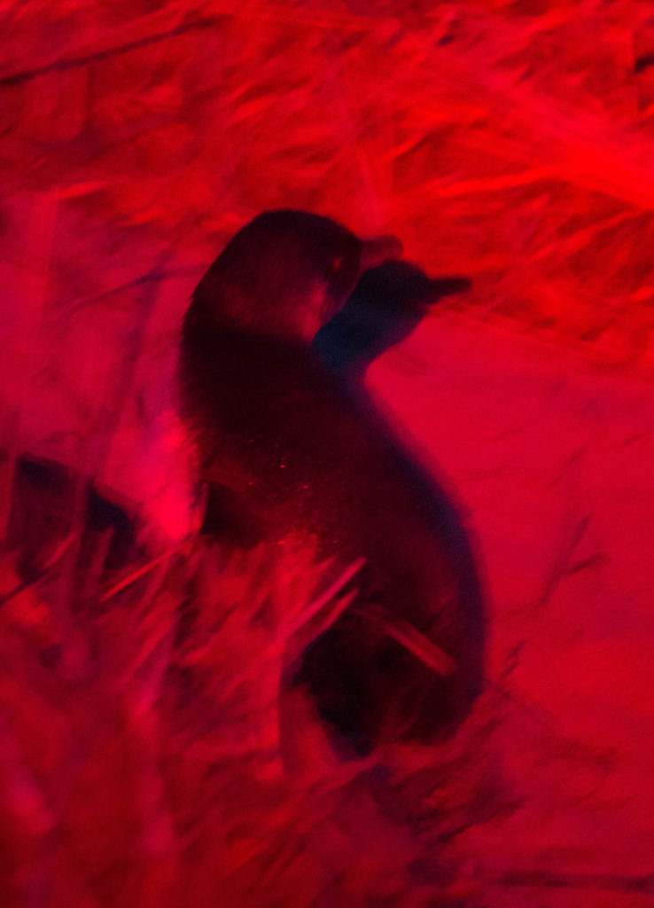 Un fairy penguin éclairé par une lumière rouge pour ne pas lui abîmer les yeux