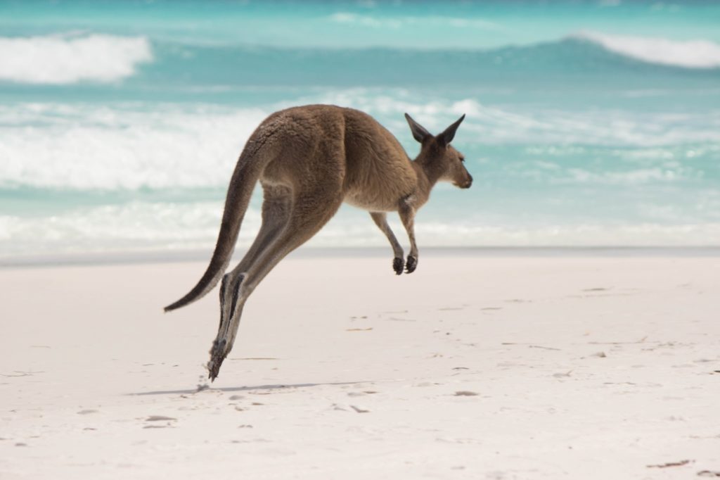 Le majestueux saut du kangourou