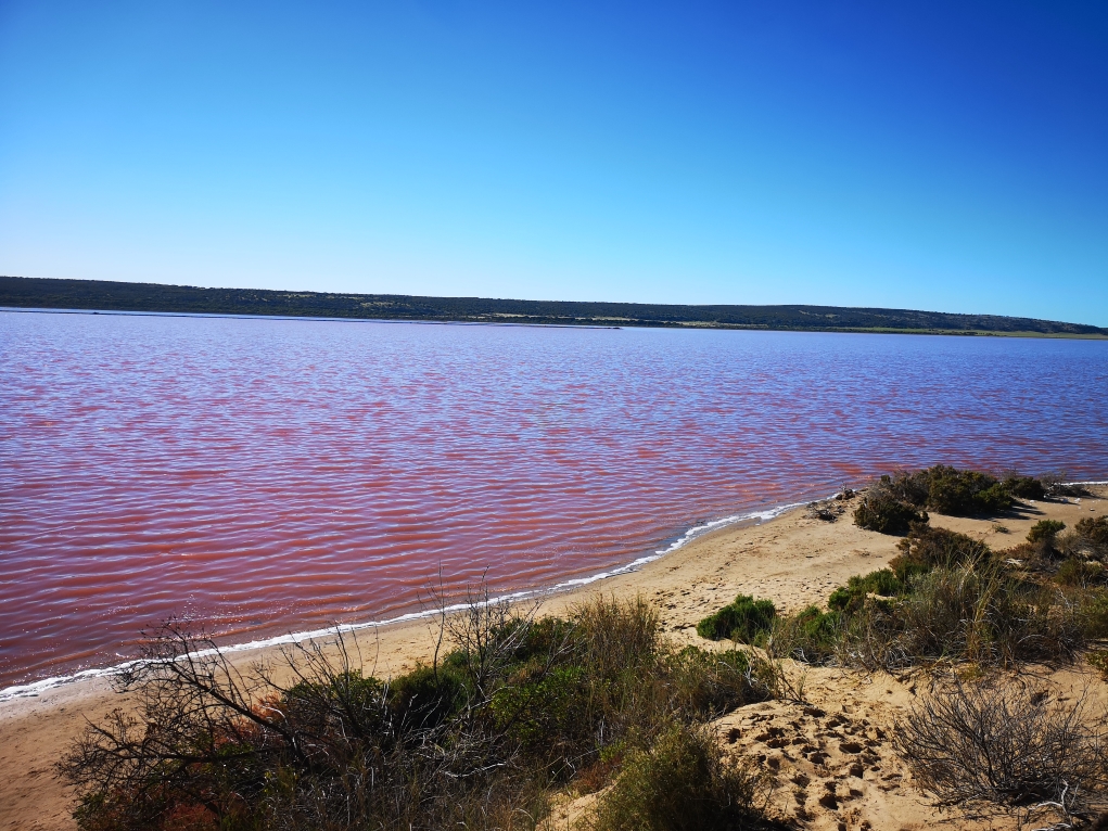 Le fameux Hutt Lagoon et son eau rose