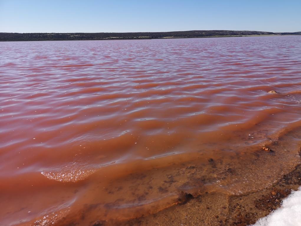 Une eau rose due à une forte concentre en carotène