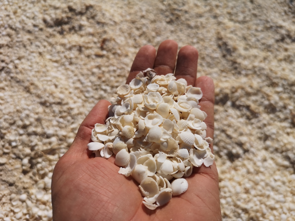 Les coquillages de Shell Beach