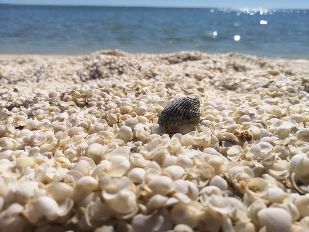 Les coquillages de Shell Beach - 2
