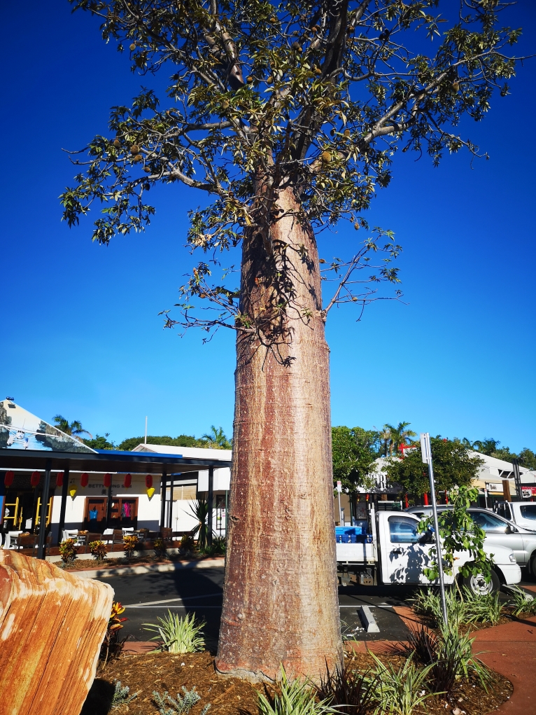 Un baobab - Il y en a pas mal dans cette partie du Nord de l'Australie