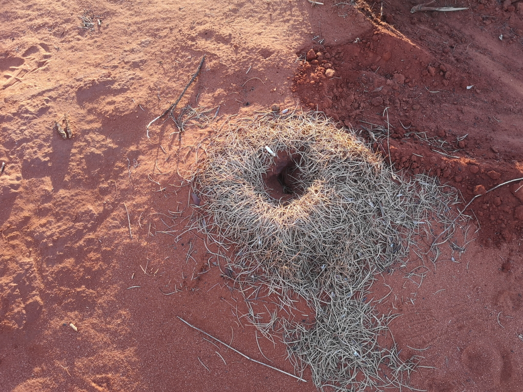 Une locale nous a montré cette curiosité: on pense qu'il s'agit d'un début de construction d'une termitière
