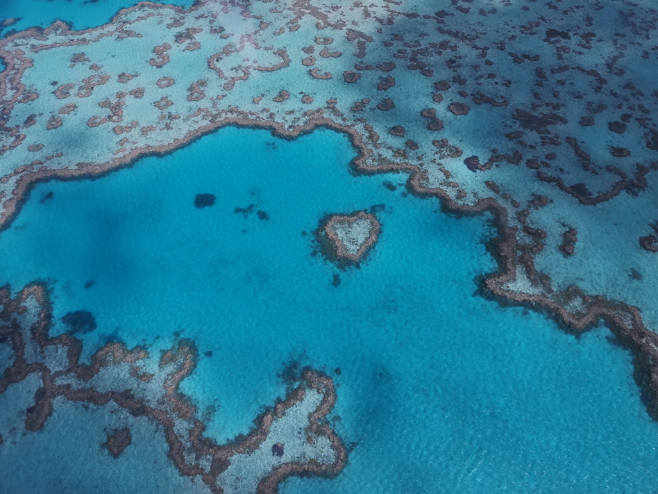 Sur la Grande Barrière de Corail - le Heart Reef, Corail en forme de Coeur
