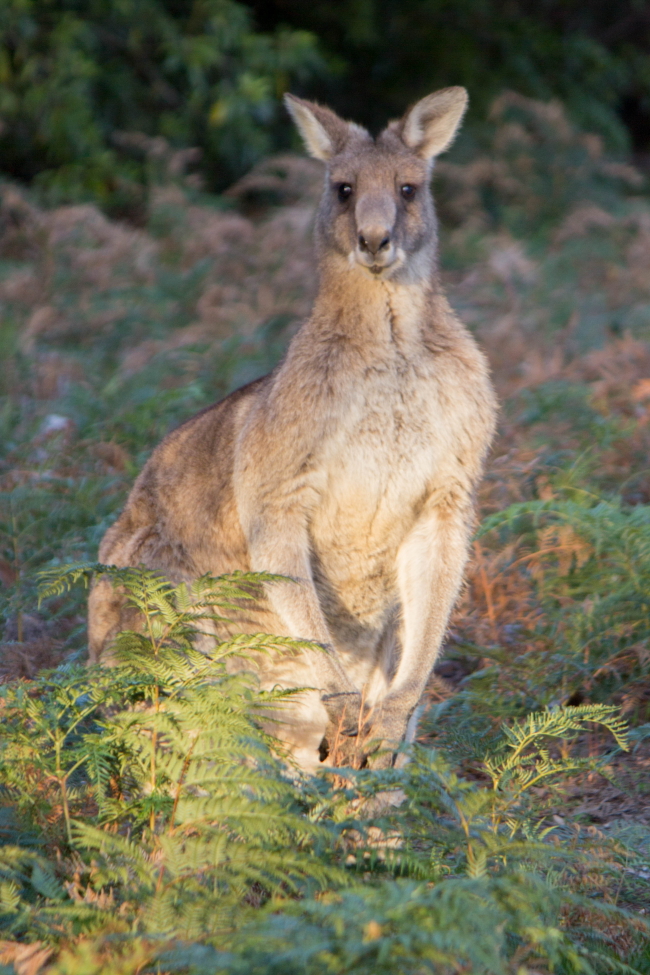 Un autre kangourou un peu plus loin