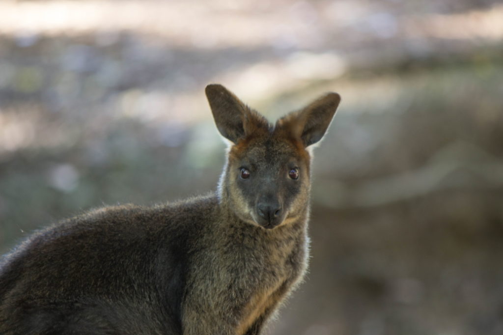 Un wallaby au milieu des kangourous