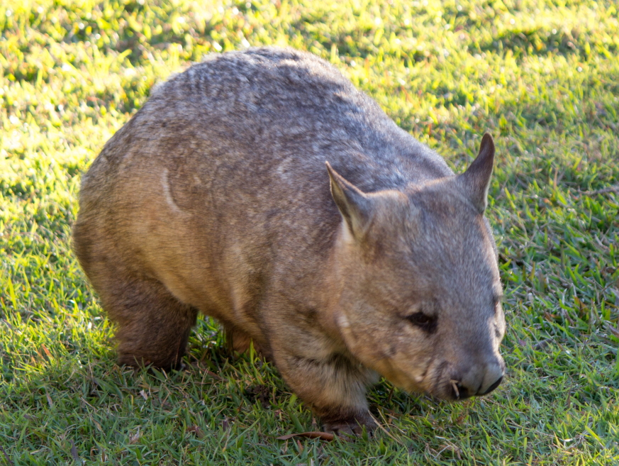 Un Wombat Hairy Nosed ou Wombat à nez poilu du Nord. Espèce quasiment éteinte, on en décompte encore une centaine.