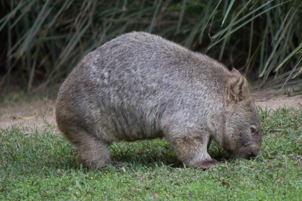 Mon préféré, Womby, le Wombat commun