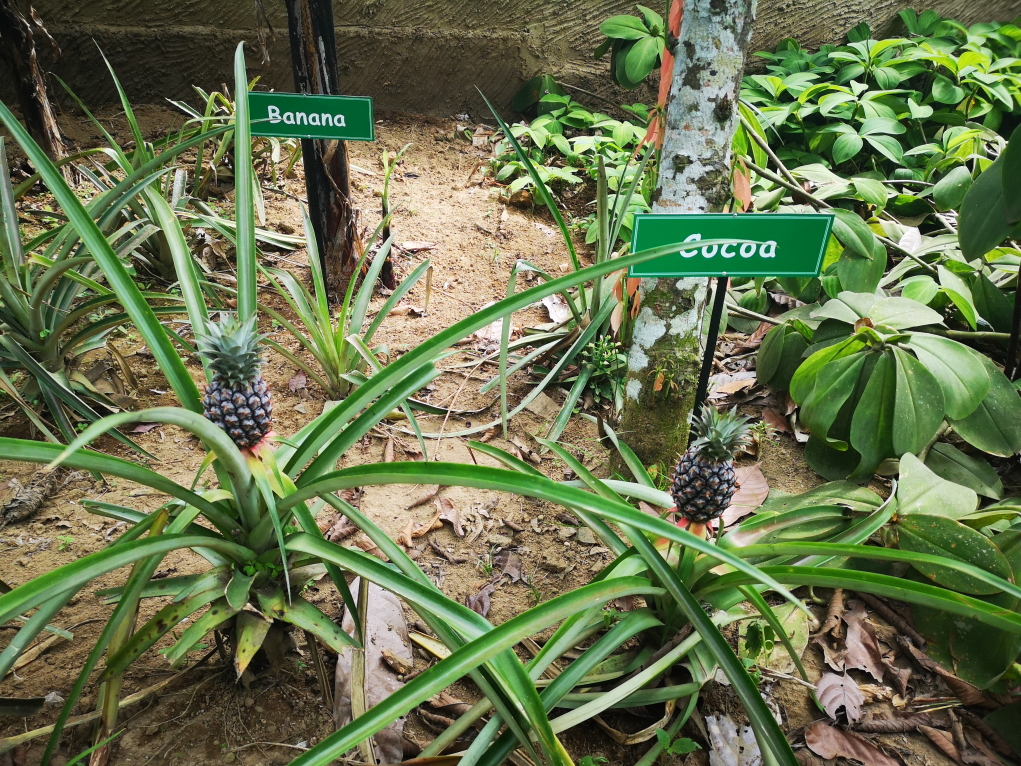 Plantations avec des ananas en premier plan