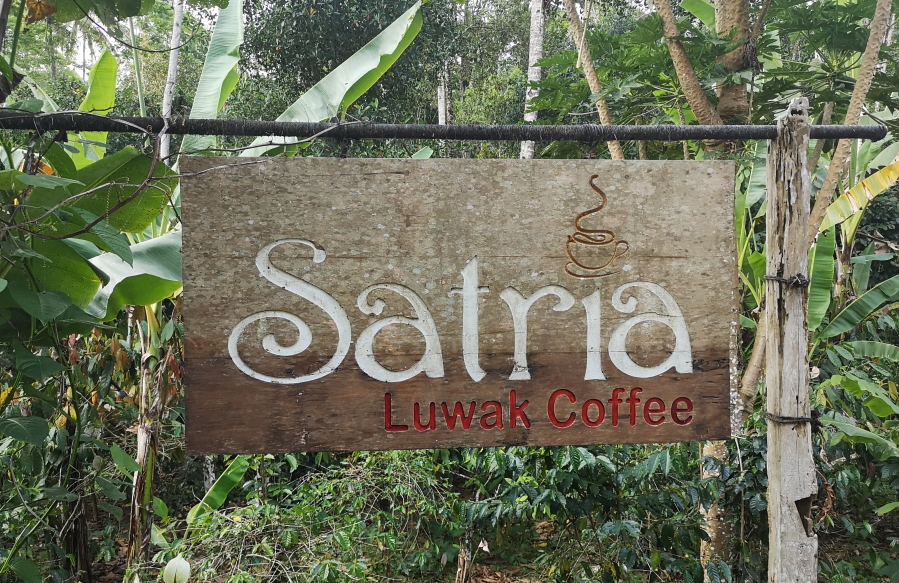 Satria, où déguster le café Luwak