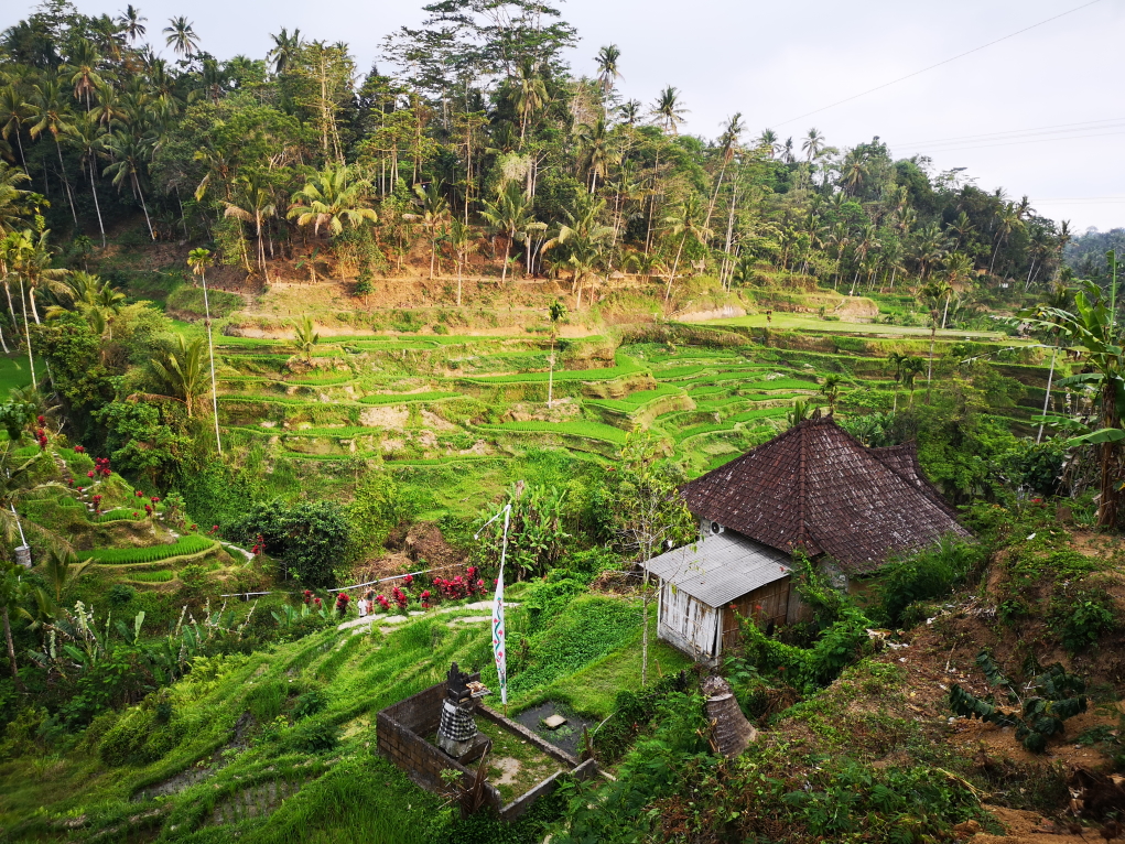 Les rizières de Tegalalang