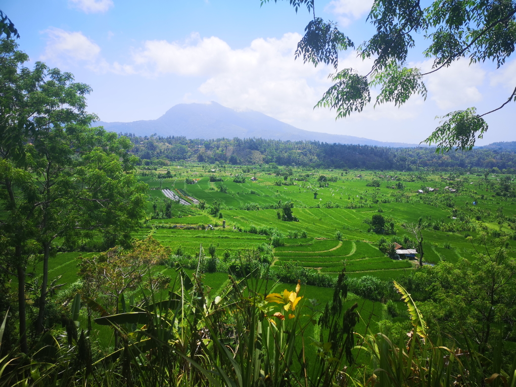Vue sur les rizières avec le Mont Agung en fond