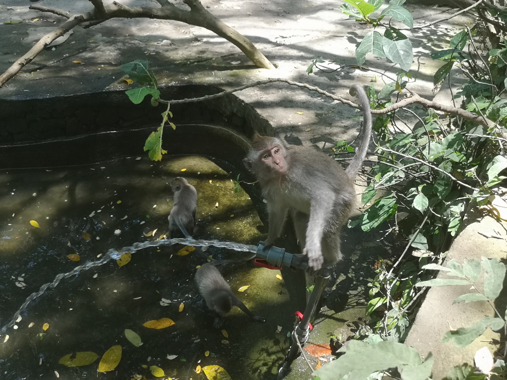 Un singe a découvert le tuyau d'eau et il n'a pas fini de jouer avec