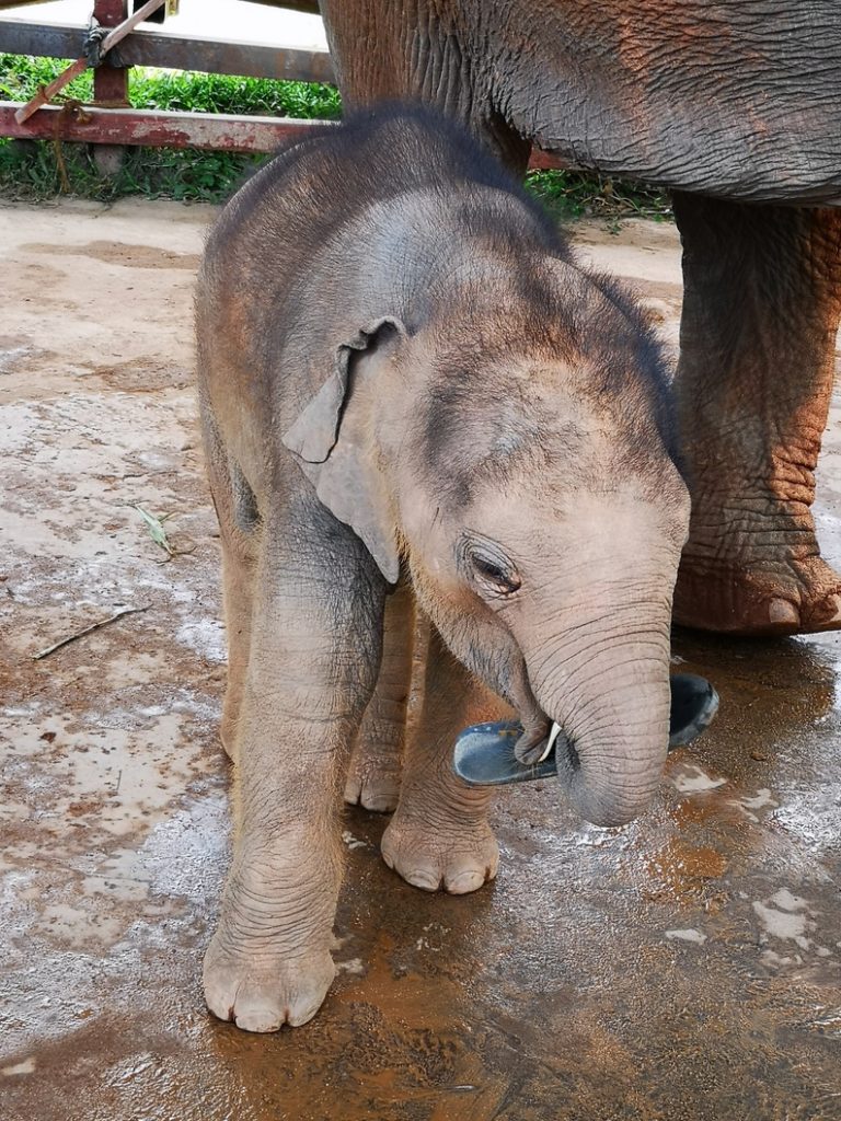 Bébé éléphant qui joue avec la tong de son soigneur