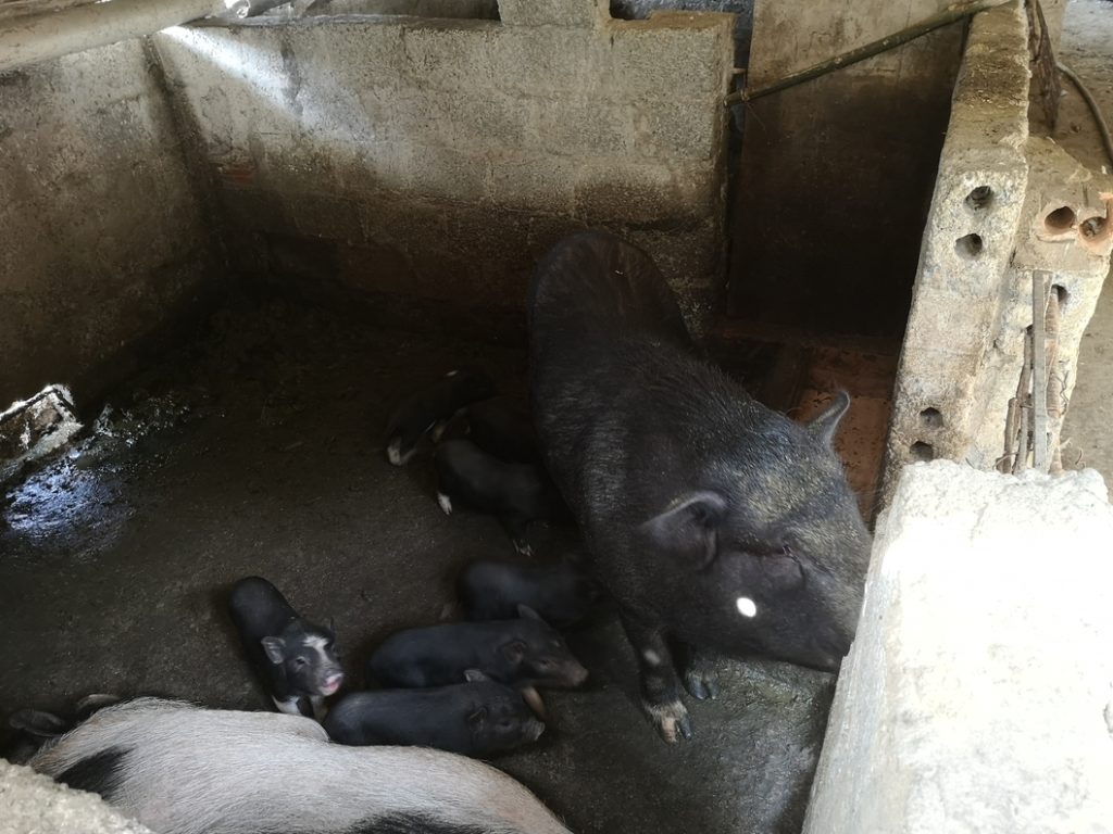 Famille cochon
